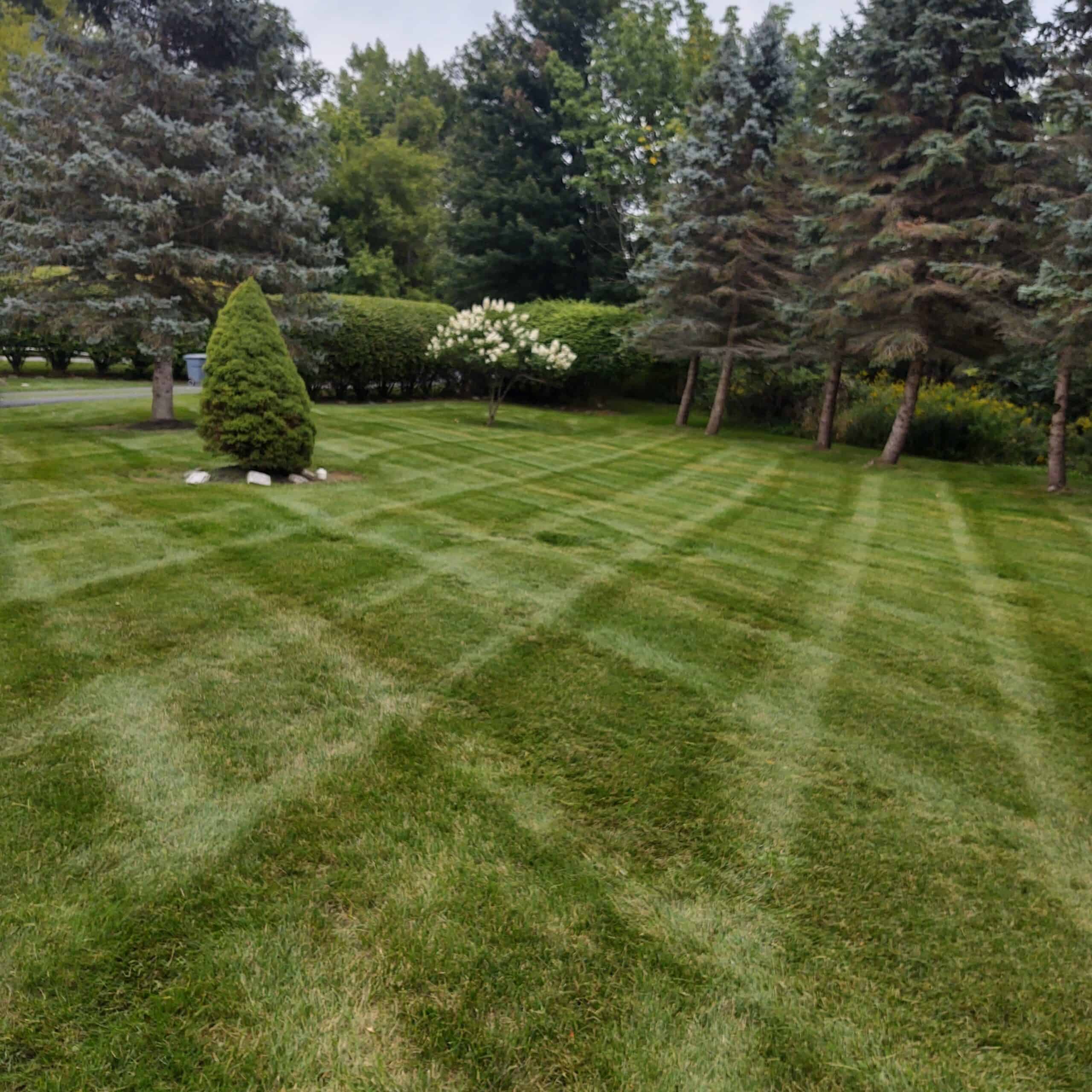 Don't let fallen leaves ruin your lawn's health. Learn leaf removal basics and why Newman Landscaping can help you maintain a pristine yard.