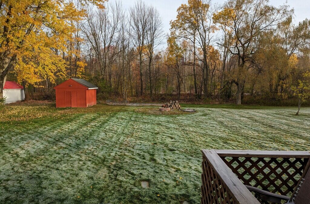 Essential Lawn Care Advice | Is it Snow Mold Or Salt Damage?
