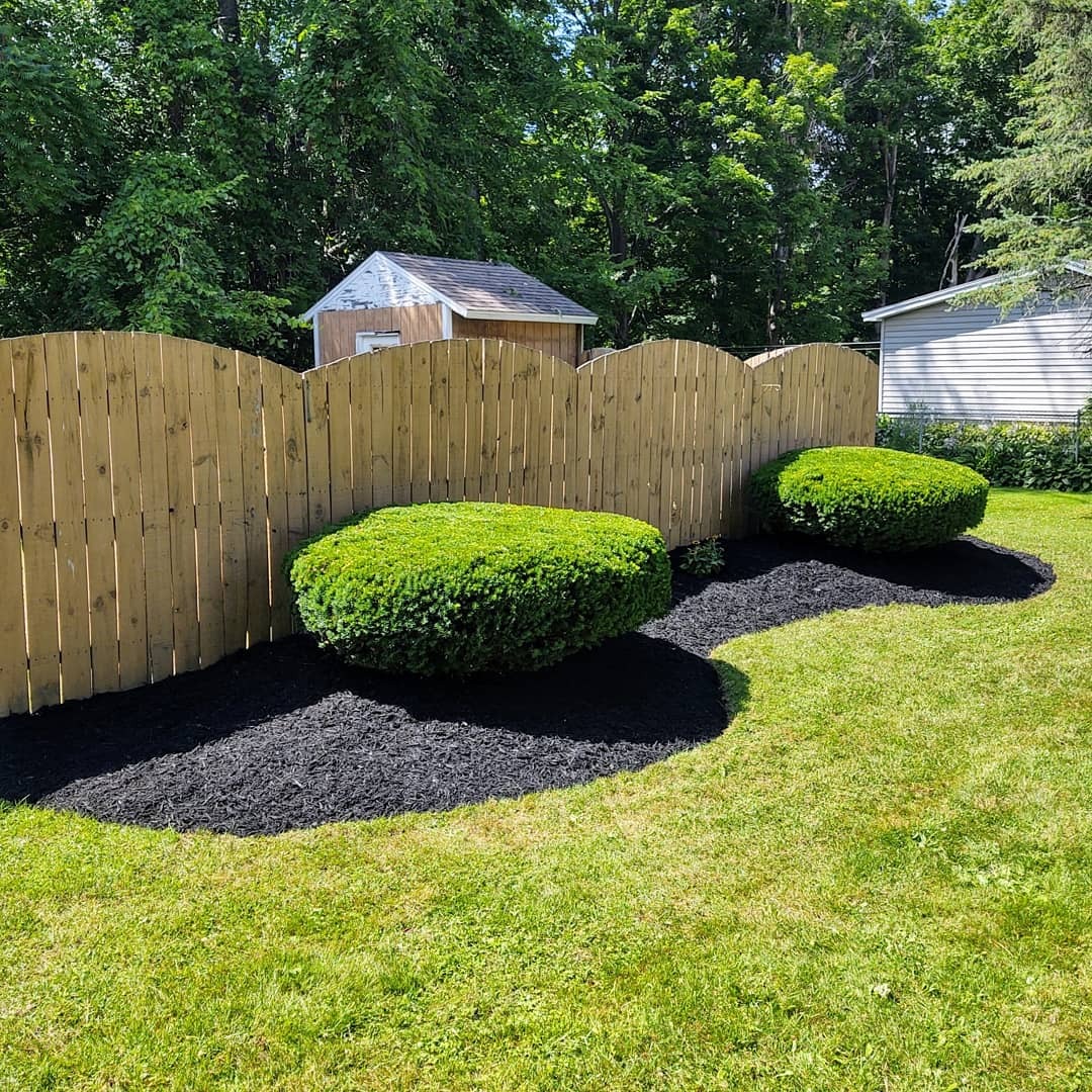 A perfect cut lawn with fresh mulch around a pair of bushes.