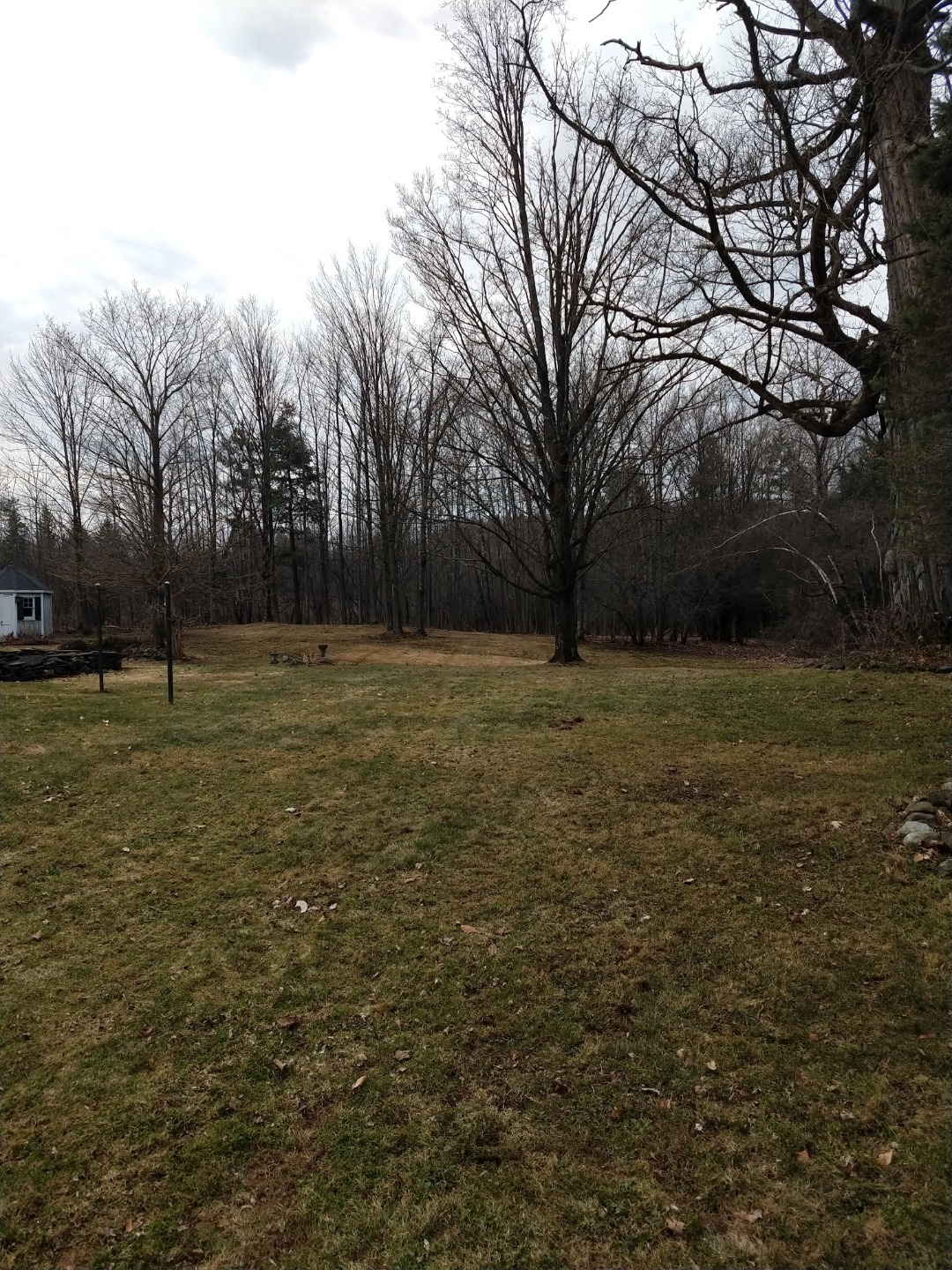 Lawn care example showing thin grass and dormant trees, common signs homeowners inspect after winter lawn stress