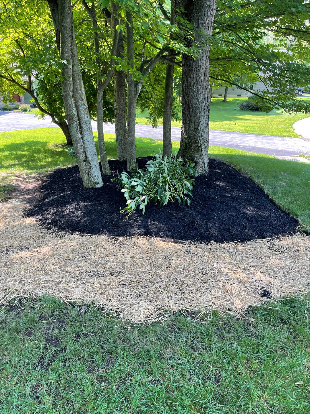 Lawn care featuring clean mulch beds and healthy grass, indicating proper recovery from seasonal stress or salt exposure