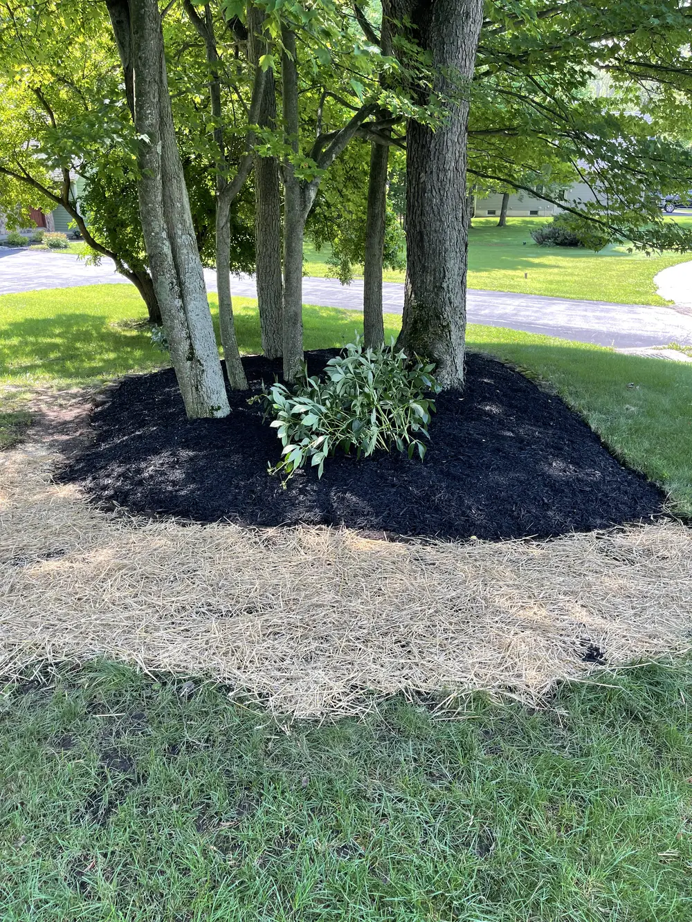 Spring landscaping around mature trees with fresh black mulch, a variegated shrub, and a straw border in a sunny yard.