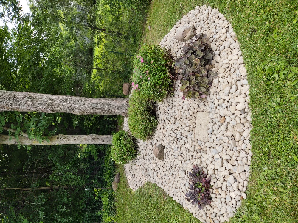 Spring landscaping defines a tree bed with white river rock, shrubs, and flowering plants in a backyard.